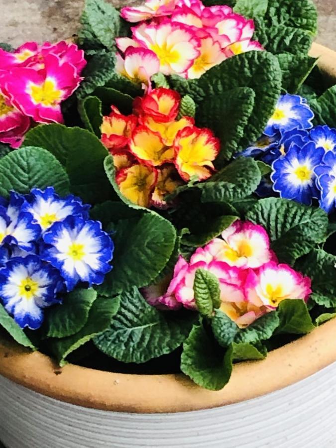 Bed and Breakfast B &B Yuupke Maasbree Noord-Limburg Venlo Roermond Экстерьер фото