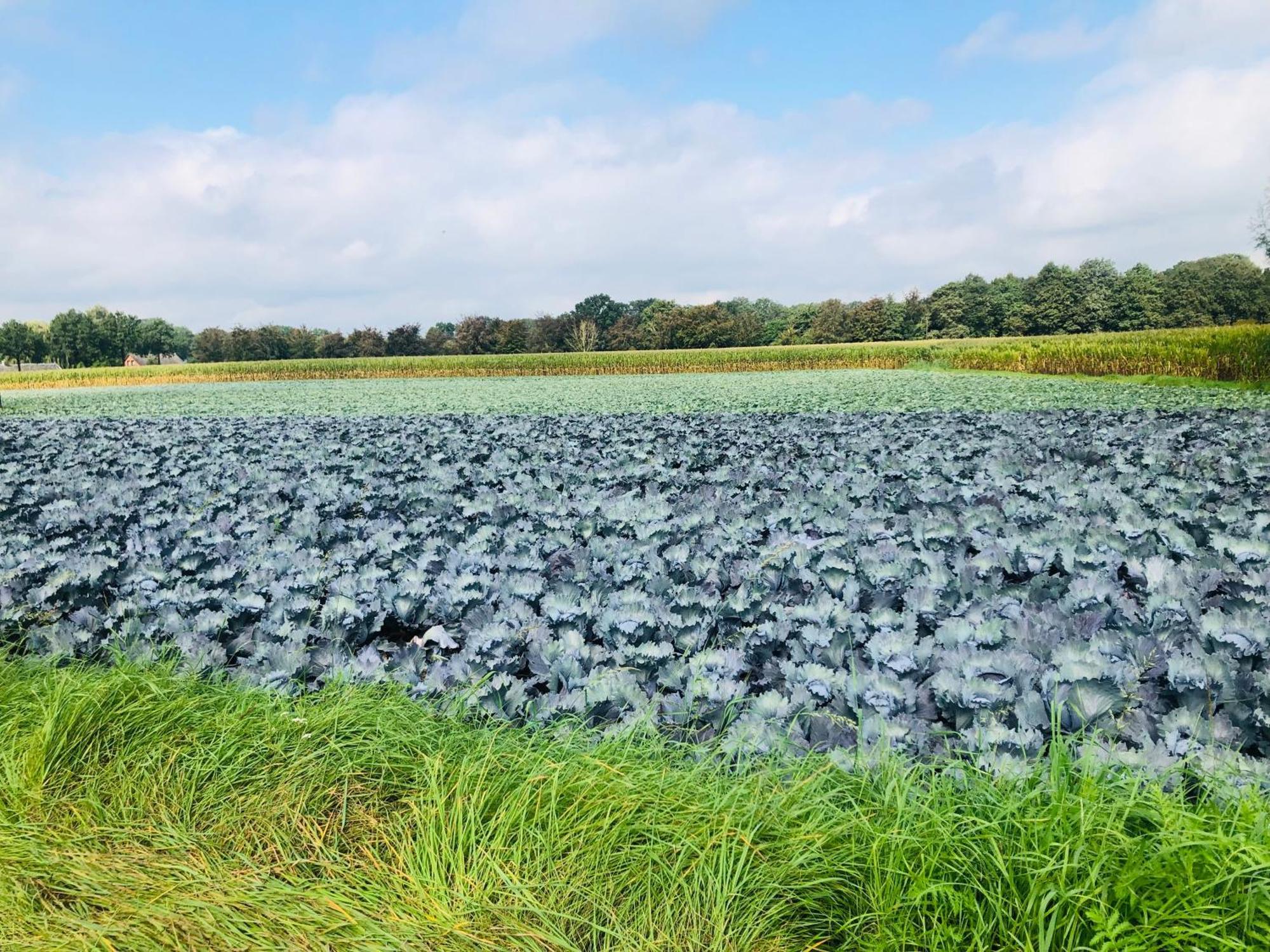 Bed and Breakfast B &B Yuupke Maasbree Noord-Limburg Venlo Roermond Экстерьер фото